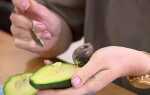 Что можно сделать с косточкой авокадо