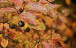 Лечебные свойства листьев барбариса
