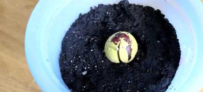 Выращивание авокадо из косточки