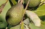 Калорийность плода авокадо