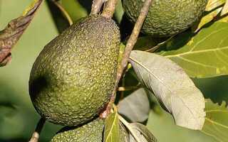 Калорийность плода авокадо