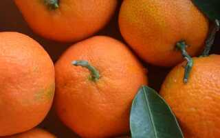 Познавательные факты о мандаринах (фрукт или ягода)