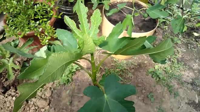 Растущее инжирное дерево