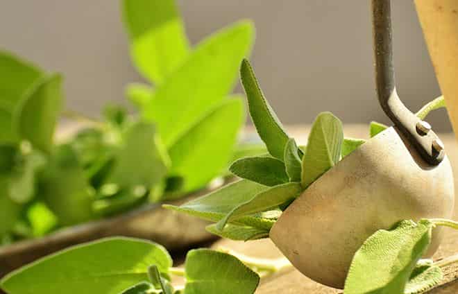 Трава листья шалфея лечебные свойства и противопоказания thumbnail