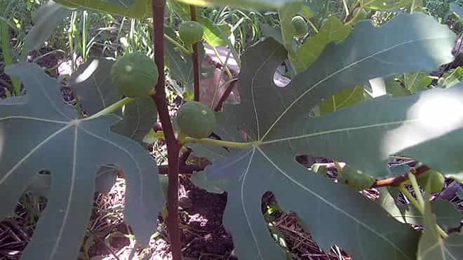 Молодое инжирное дерево с созревающими плодами