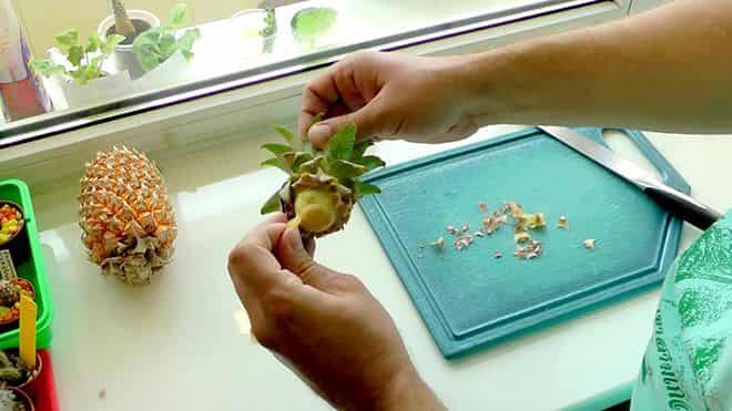 Как выращивать ананас в горшке в домашних условиях?