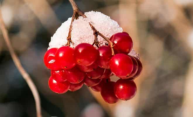 Спелые ягоды калины зимой