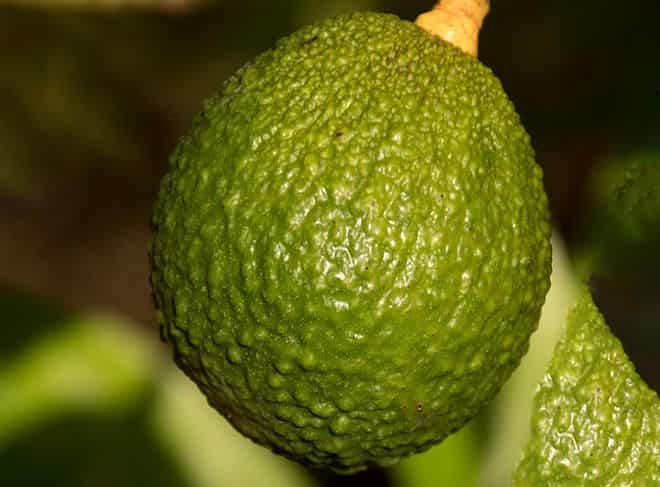 Какая часть авокадо съедобна?