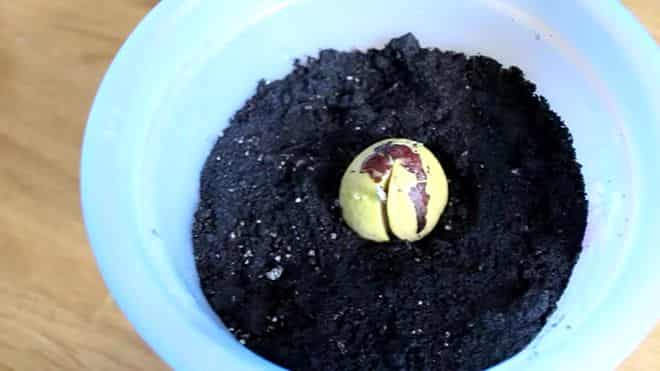Косточка авокадо в горшке с землей