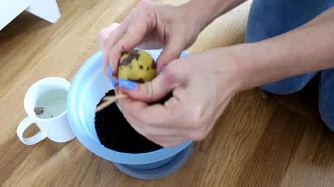 Подготовка косточки авокадо к посадке