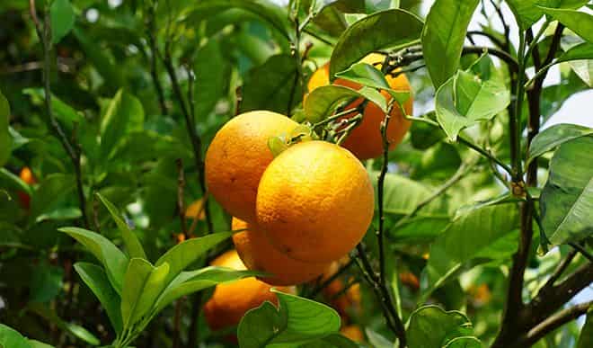 Самые большие апельсины в какой стране выращивают