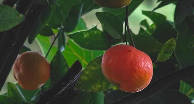 Созревающие мандарины на ветви дерева