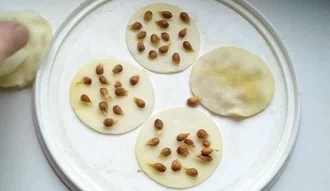 Выращиваем мандарины из косточки в домашних условиях