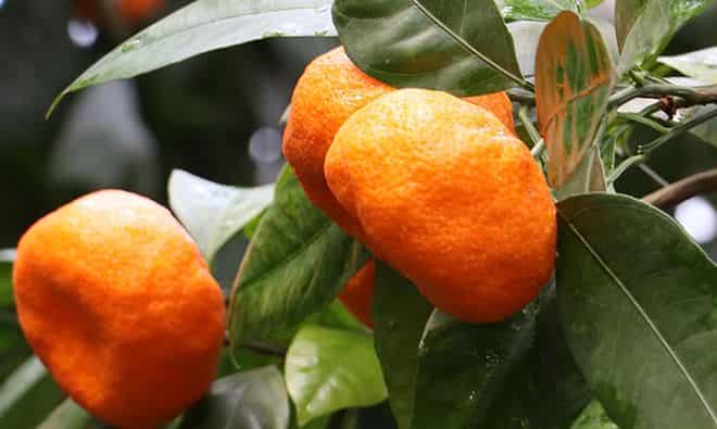 polza-mandarinov