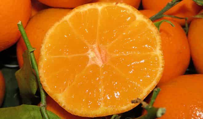 gibrid-apelsina-i-mandarina