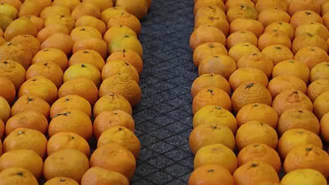 Аллергия на мандарины у детей как проявляется thumbnail