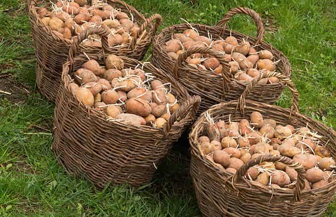 Какой стране впервые начали выращивать картофель?