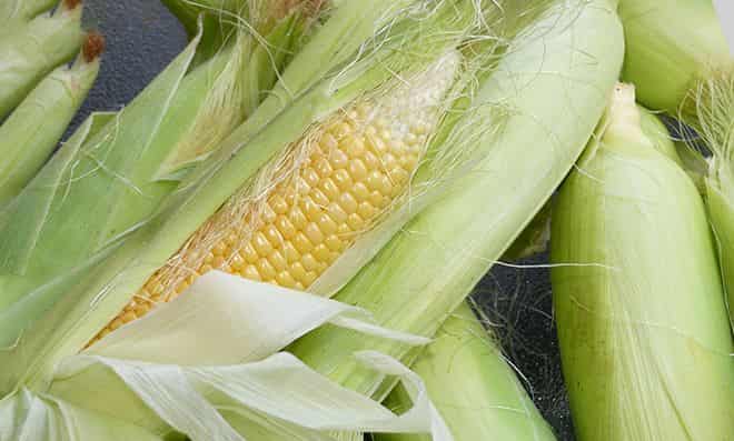 Для чего выращивают кукурузу в сельском хозяйстве