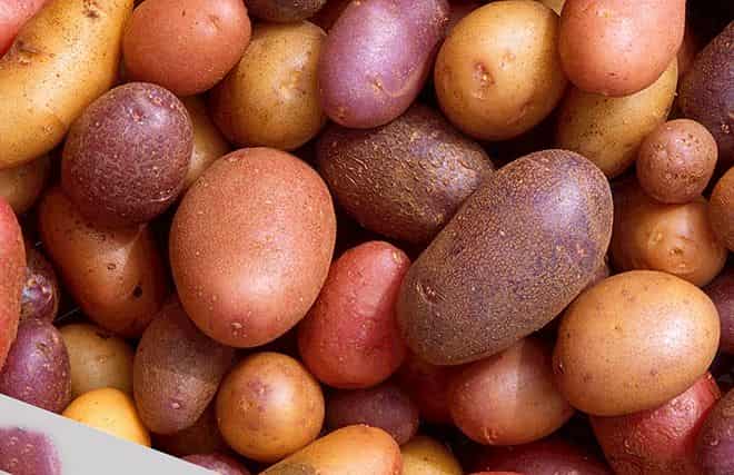 Для чего выращивали в петровские времена картофель