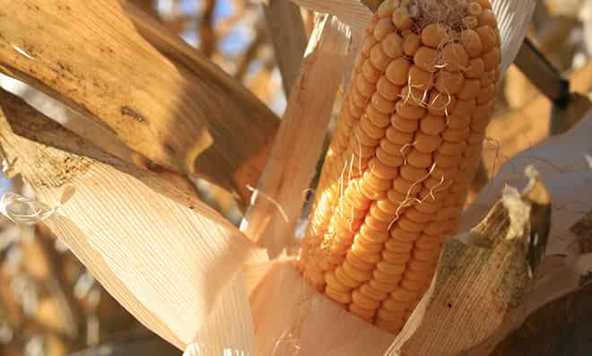 Для чего выращивают кукурузу в сельском хозяйстве