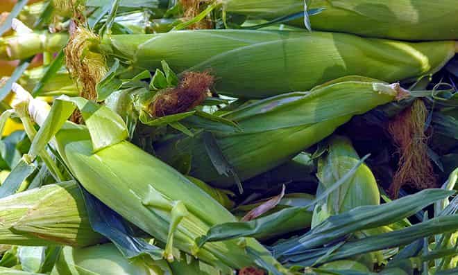 Как размножается кукуруза в дикой природе?