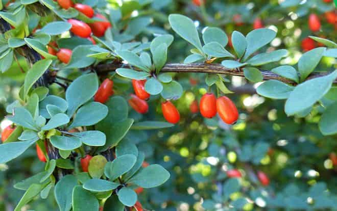 Барбарис листья полезные свойства и противопоказания thumbnail